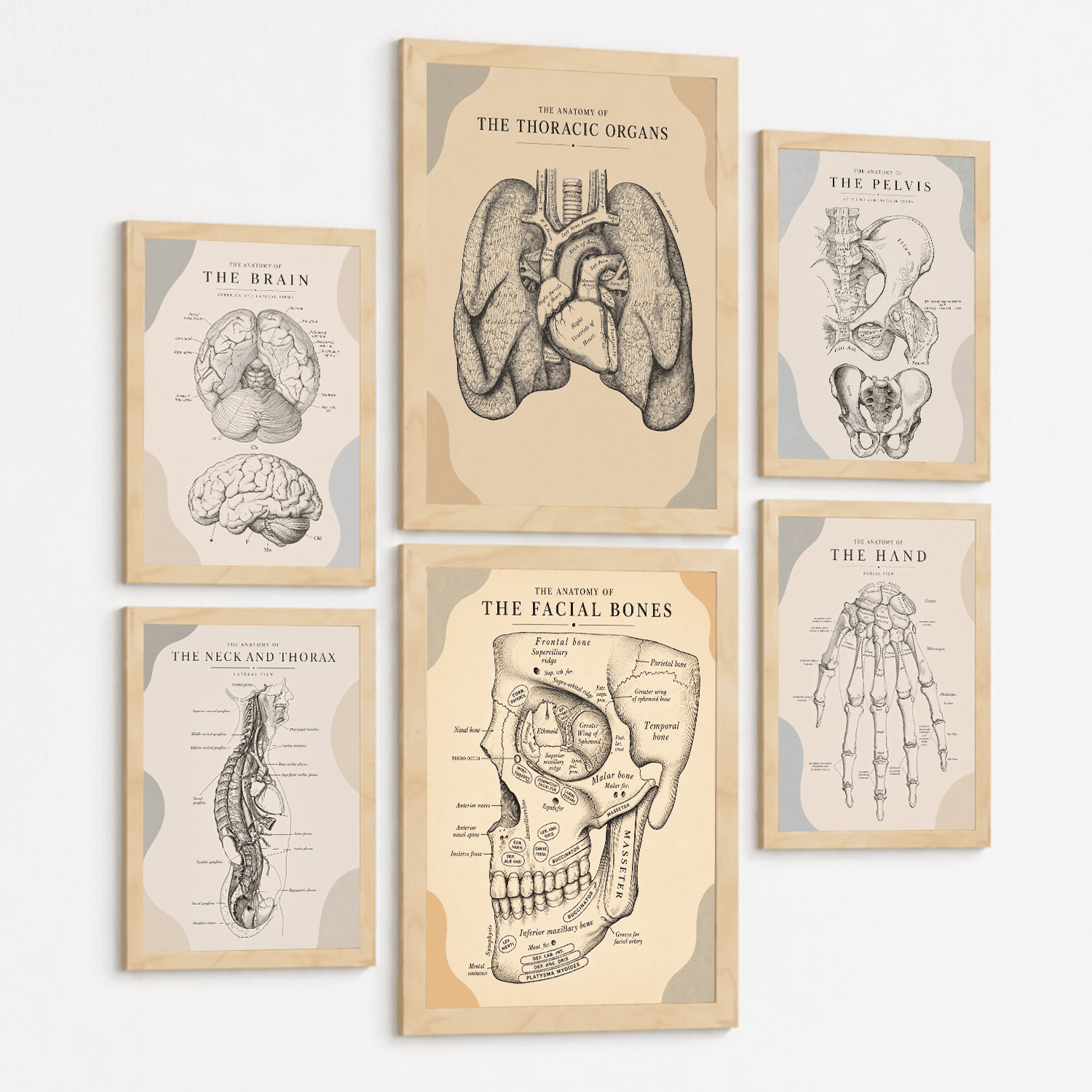 Set de 6 Láminas Anatómicas Posters Médicos con Cerebro, Pulmones, Corazón, Pelvis, Mano Humana, Huesos Faciales y Anatomía del Cuello, Cuadros Decorativos para consultas