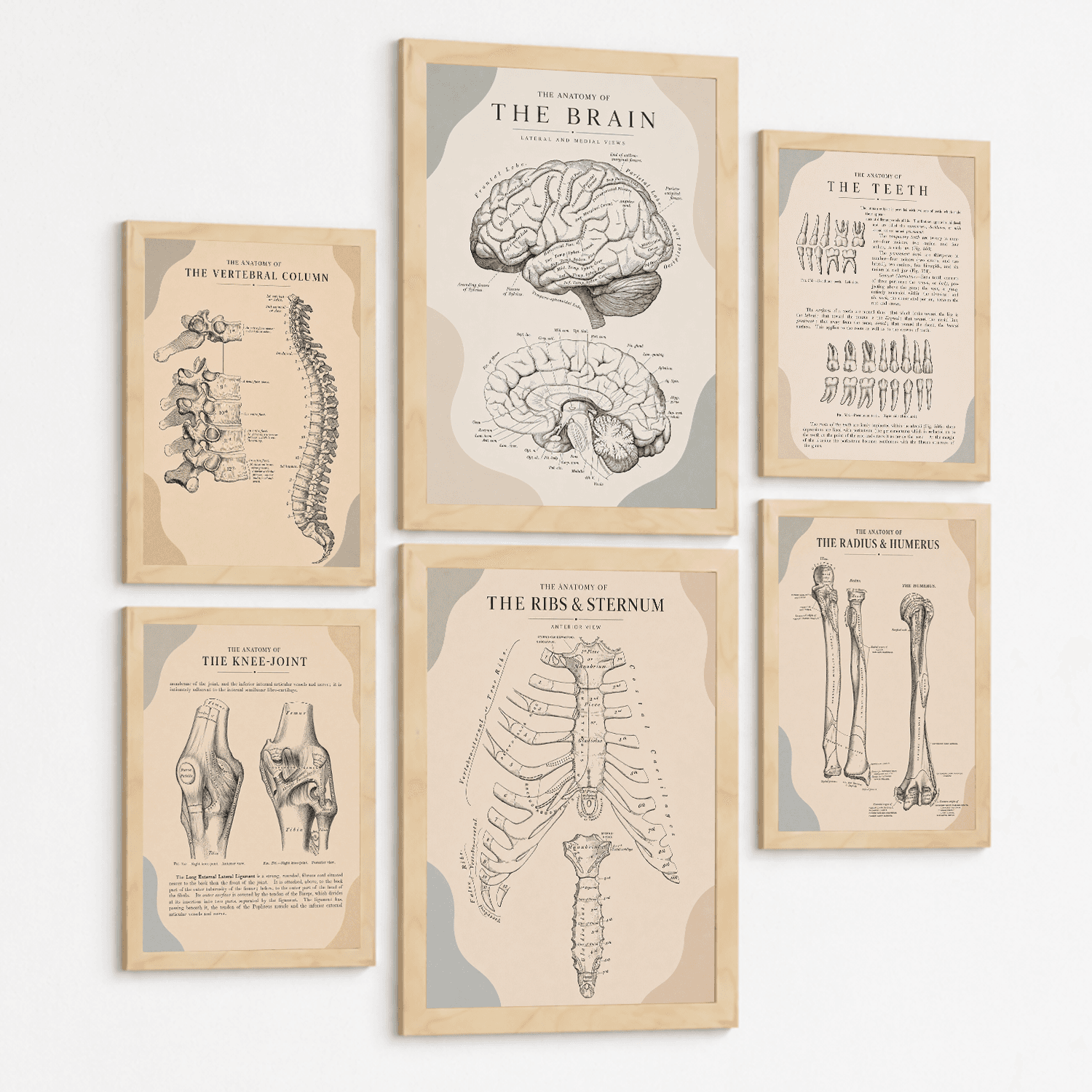 Set de 6 Láminas Anatómicas, Posters Médicos con Cerebro, Columna Vertebral, Dientes, Costillas, Esternón, Articulación de Rodilla y Huesos del Brazo, Cuadros Decorativos